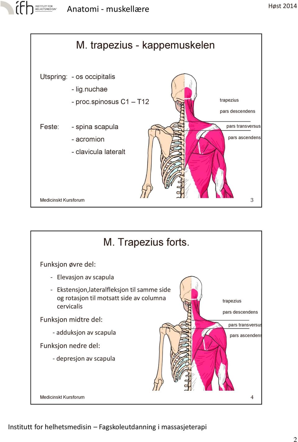 Trapezius forts.