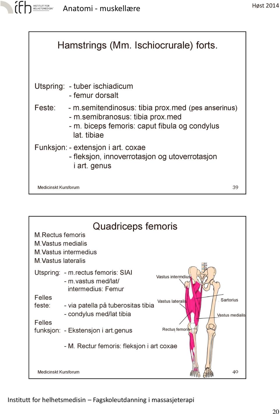 Vastus medialis M.Vastus intermedius M.Vastus lateralis Utspring: - m.rectus femoris: SIAI - m.