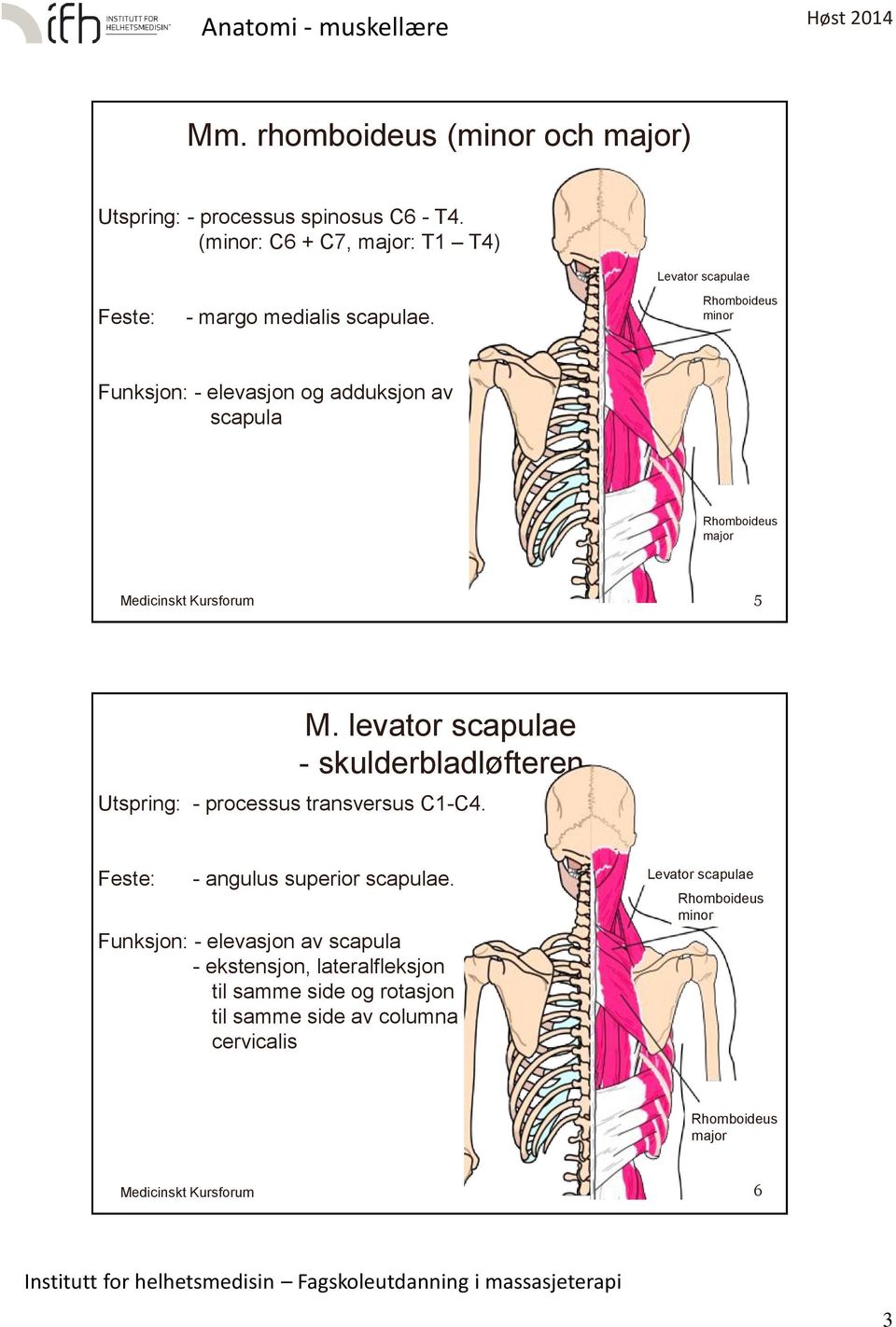 Rhomboideus minor Funksjon: - elevasjon og adduksjon av scapula Rhomboideus major 5 M.