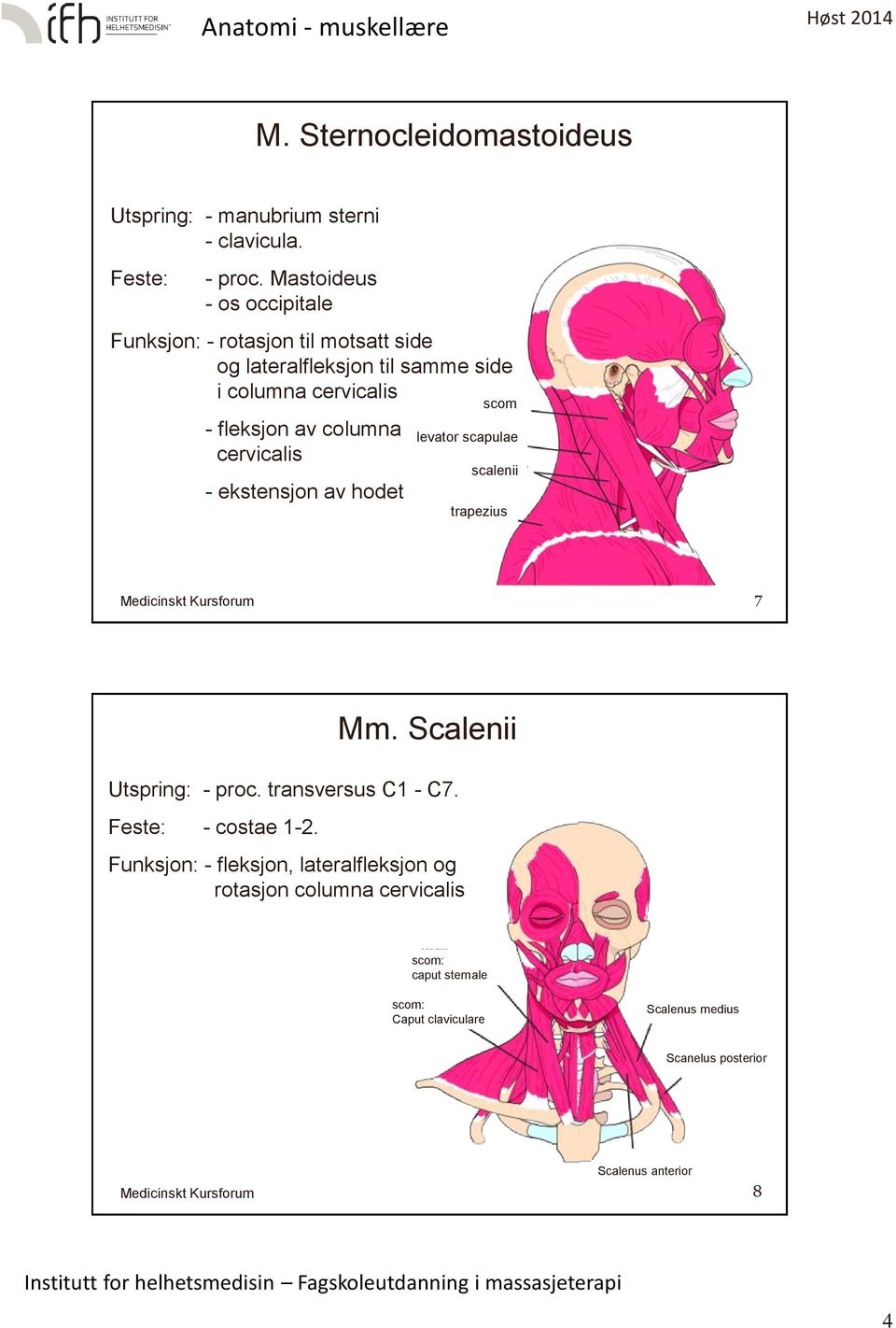 av columna cervicalis - ekstensjon av hodet scom levator scapulae scalenii trapezius 7 Mm. Scalenii Utspring: - proc.