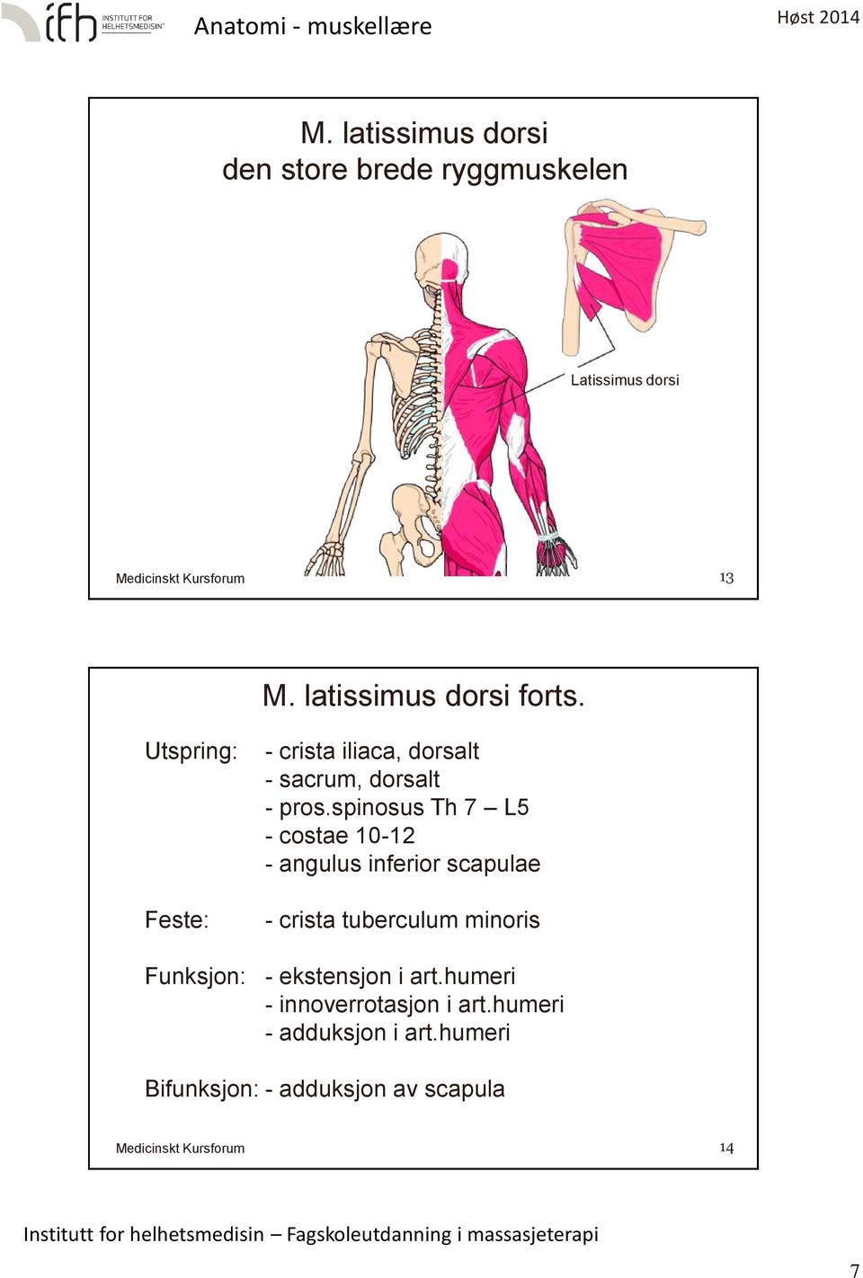 spinosus Th 7 L5 - costae 10-12 - angulus inferior scapulae - crista tuberculum minoris