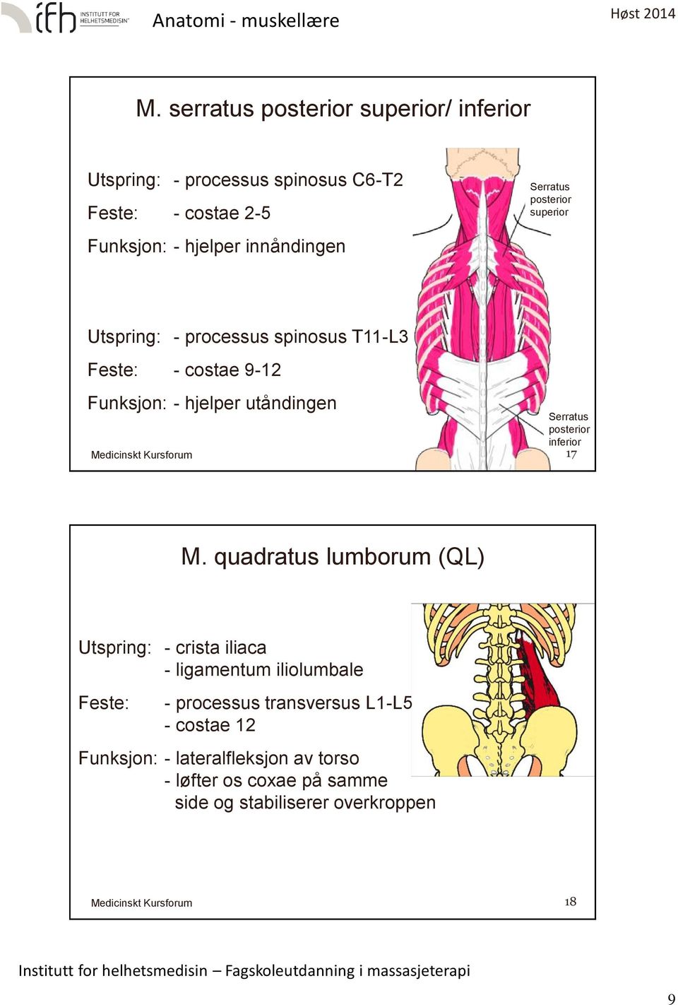 utåndingen Serratus posterior inferior 17 M.