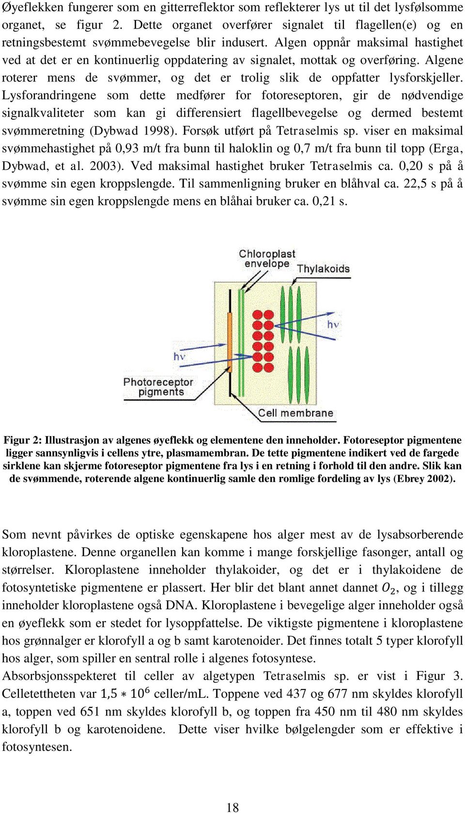 Algen oppnår maksimal hastighet ved at det er en kontinuerlig oppdatering av signalet, mottak og overføring. Algene roterer mens de svømmer, og det er trolig slik de oppfatter lysforskjeller.