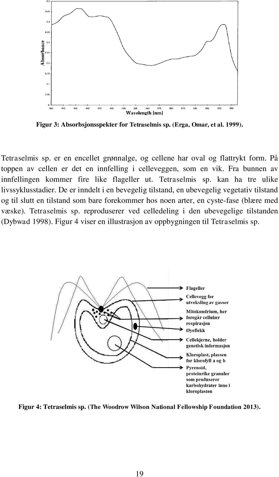 De er inndelt i en bevegelig tilstand, en ubevegelig vegetativ tilstand og til slutt en tilstand som bare forekommer hos noen arter, en cyste-fase (blære med væske). Tetraselmis sp.