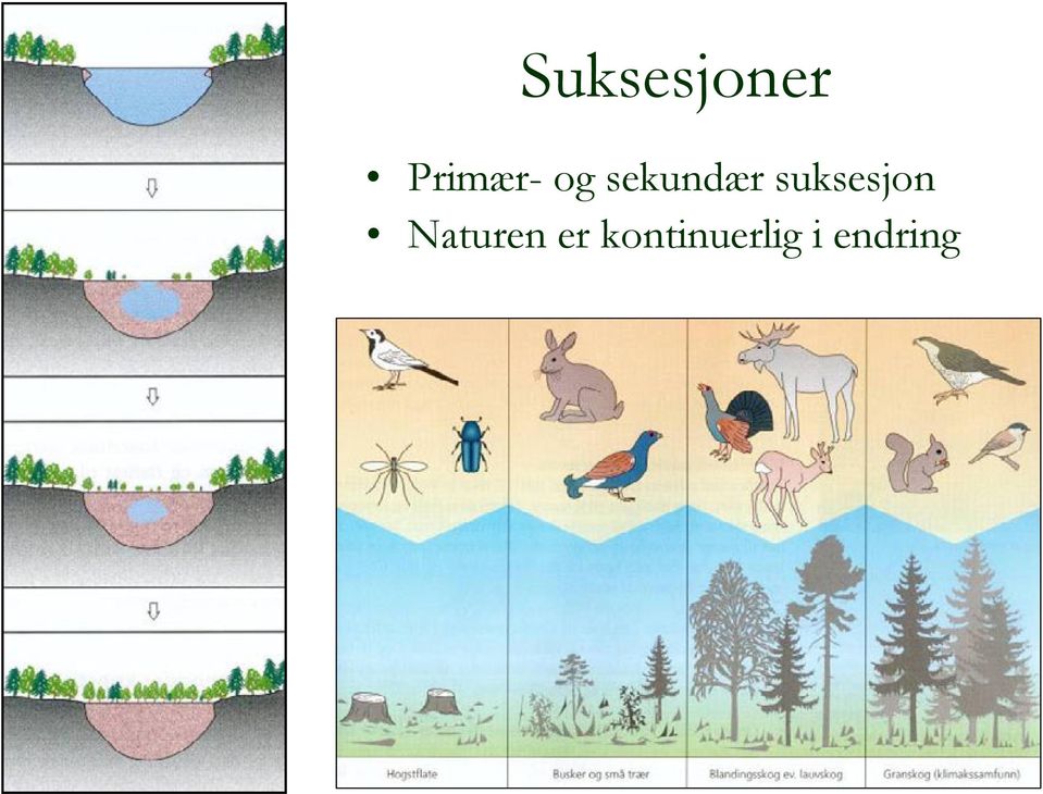 sekundær suksesjon