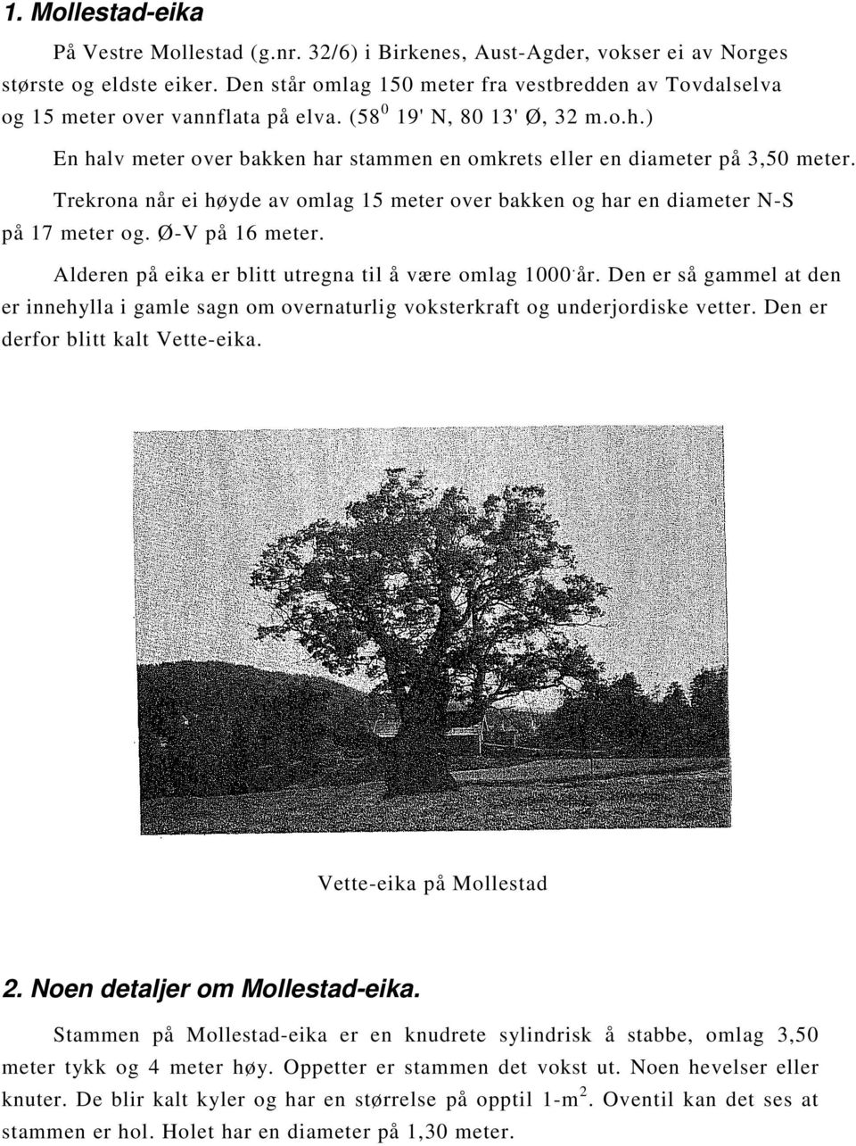 ) En halv meter over bakken har stammen en omkrets eller en diameter på 3,50 meter. Trekrona når ei høyde av omlag 15 meter over bakken og har en diameter N-S på 17 meter og. Ø-V på 16 meter.