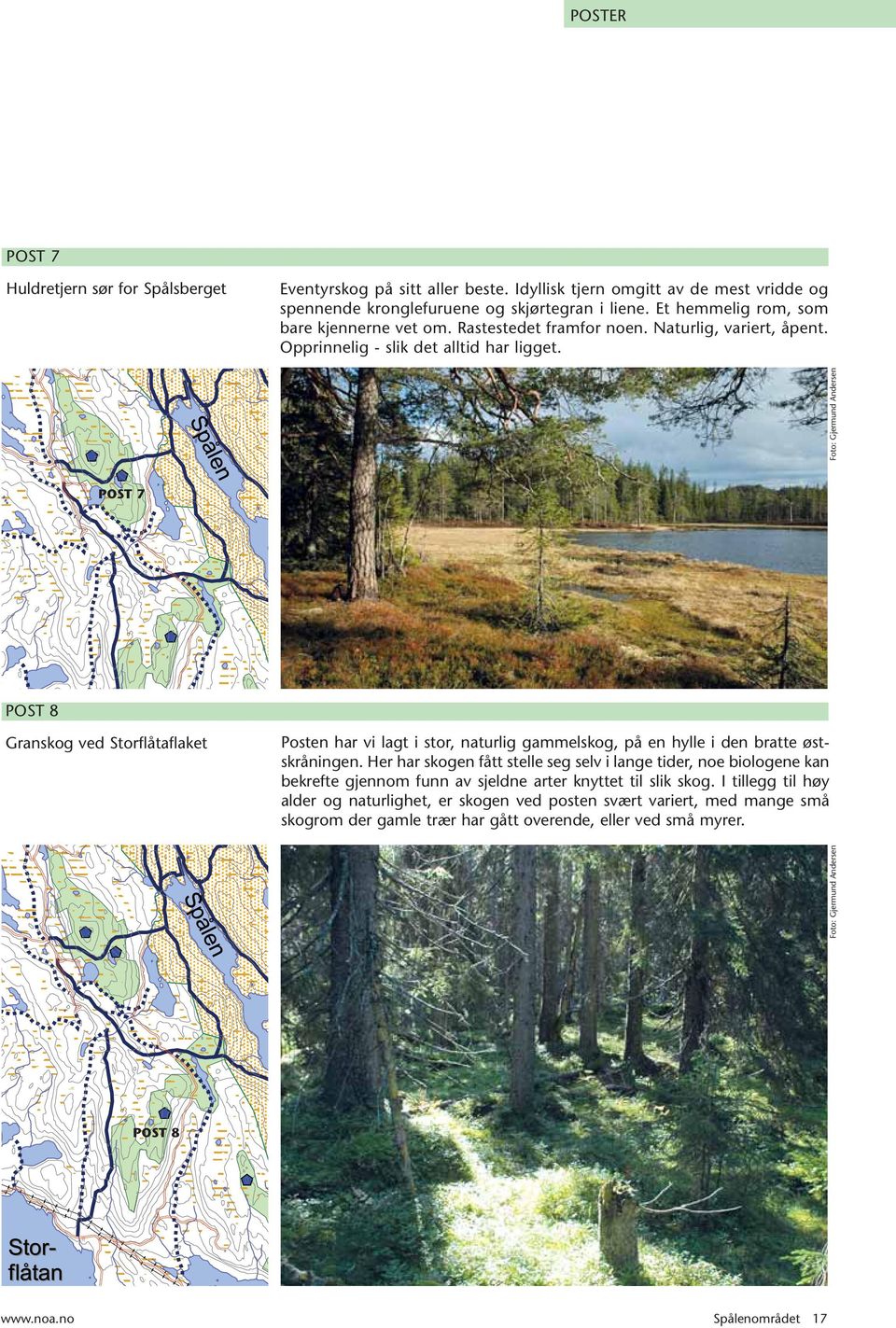 POST 7 POST 8 Granskog ved Storflåtaflaket Posten har vi lagt i stor, naturlig gammelskog, på en hylle i den bratte østskråningen.