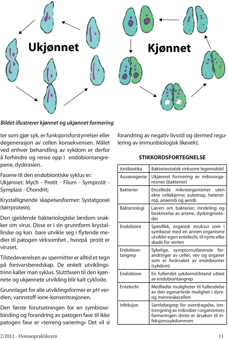 Fasene til den endobiontiske syklus er: Ukjønnet: Mych - Protit - Filum - Symprotit - Symplast - Chondrit; Krystallignende skapelsesformer: Systatgonei (tørrprotein); Den gjeldende bakteriologiske