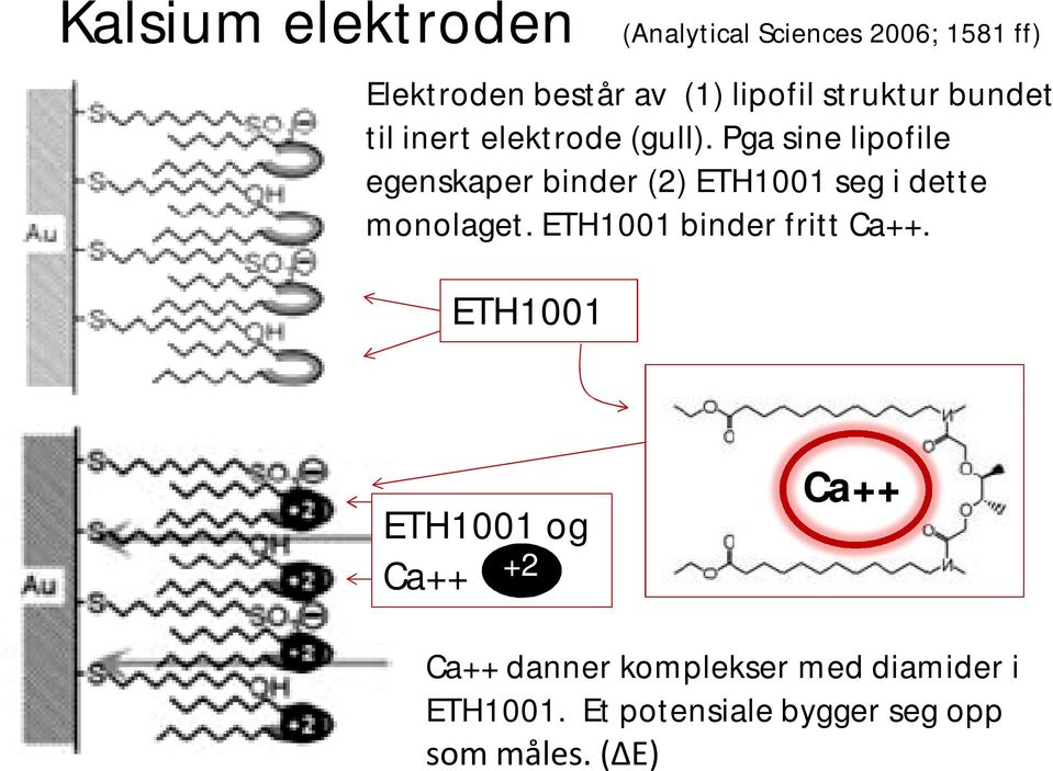 Pga sine lipofile egenskaper binder (2) ETH1001 seg i dette monolaget.