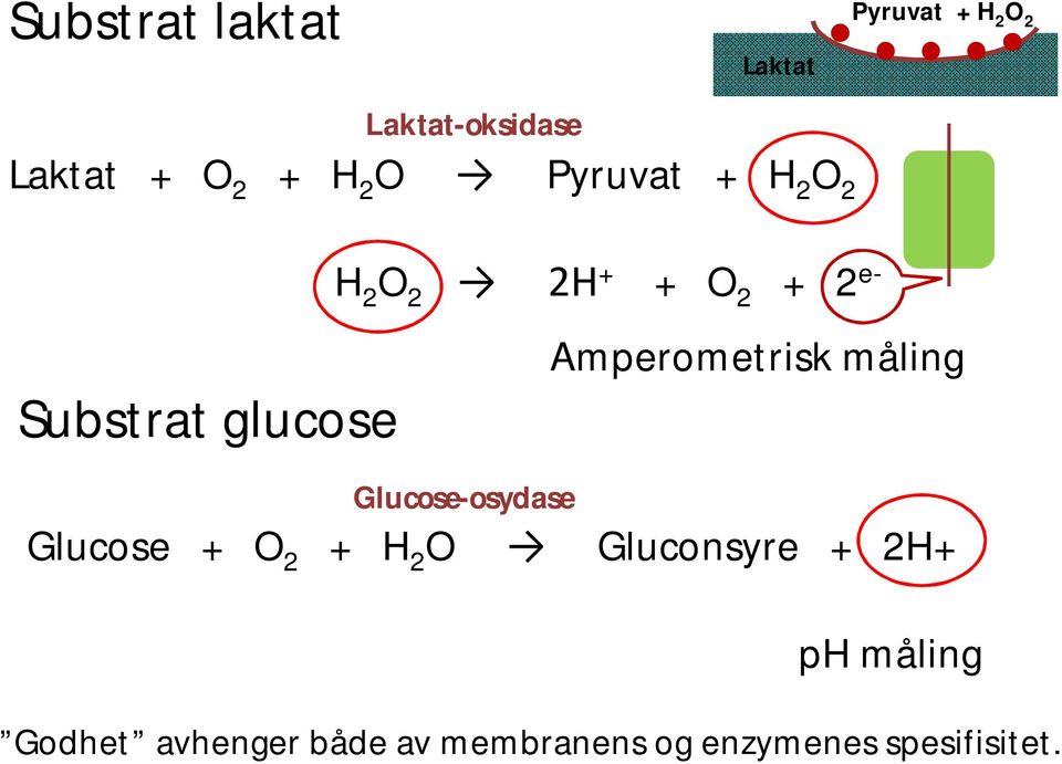 Amperometrisk måling Glucose-osydase Glucose + O 2 + H 2 O Gluconsyre +