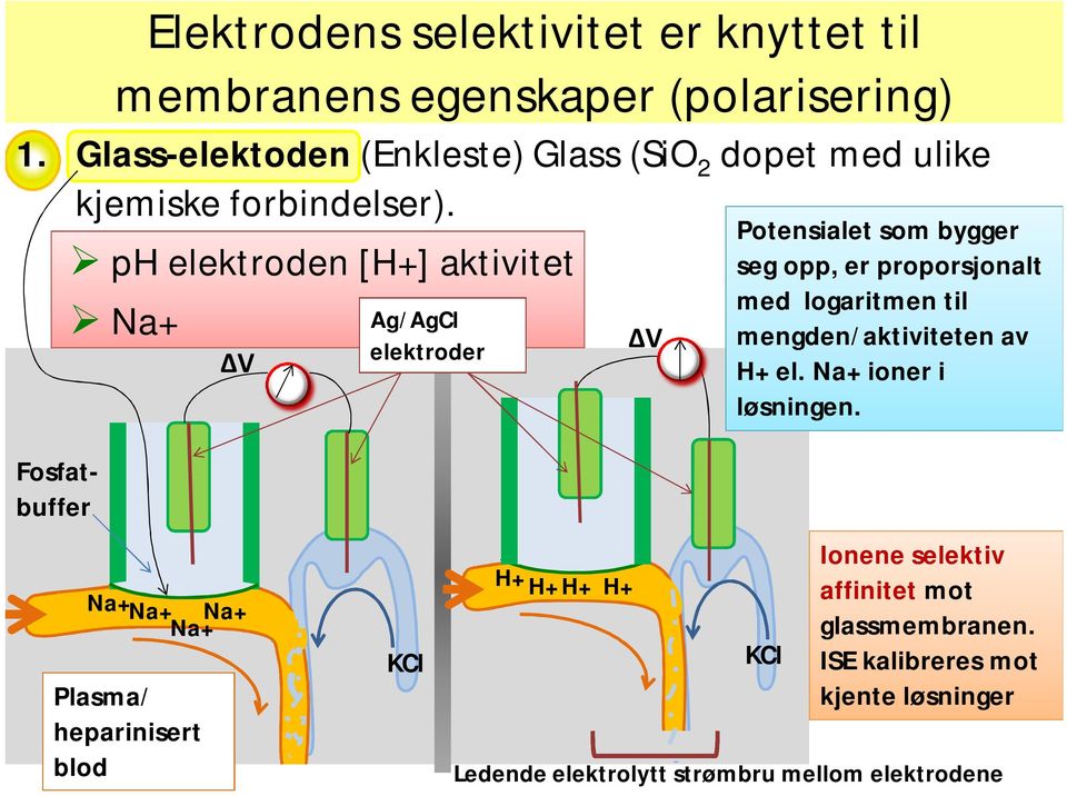 ph elektroden [H+] aktivitet Na+ V Ag/AgCl elektroder V Potensialet som bygger seg opp, er proporsjonalt med logaritmen til