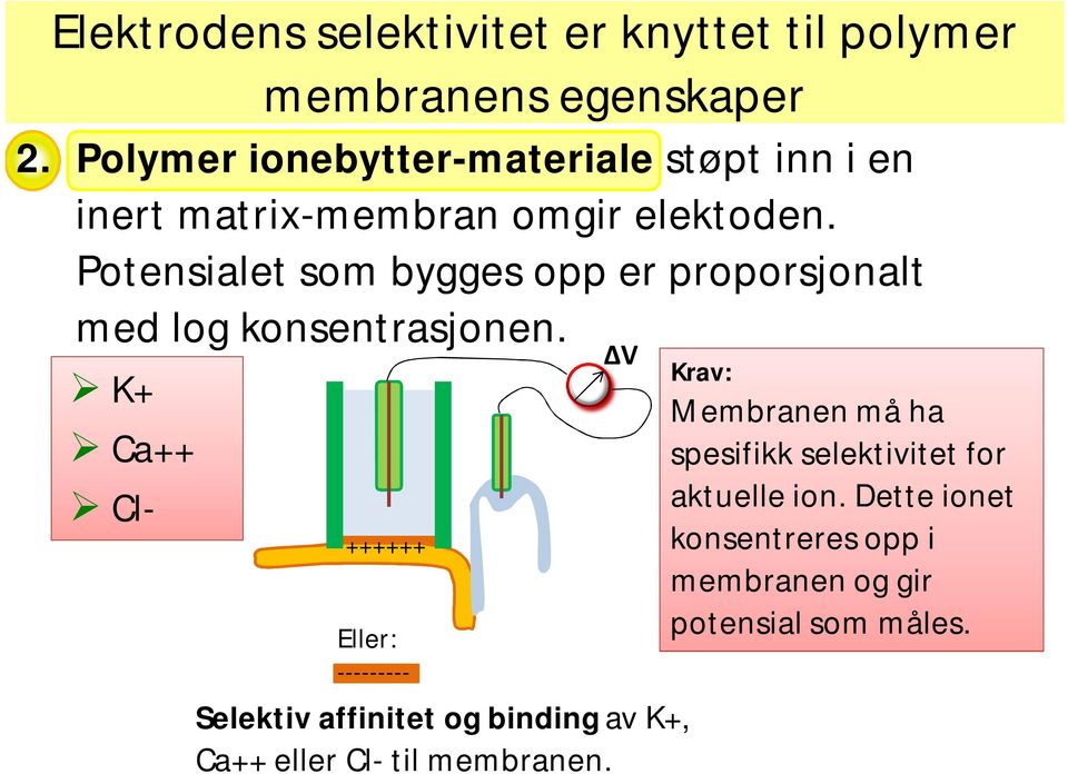 Potensialet som bygges opp er proporsjonalt med log konsentrasjonen.