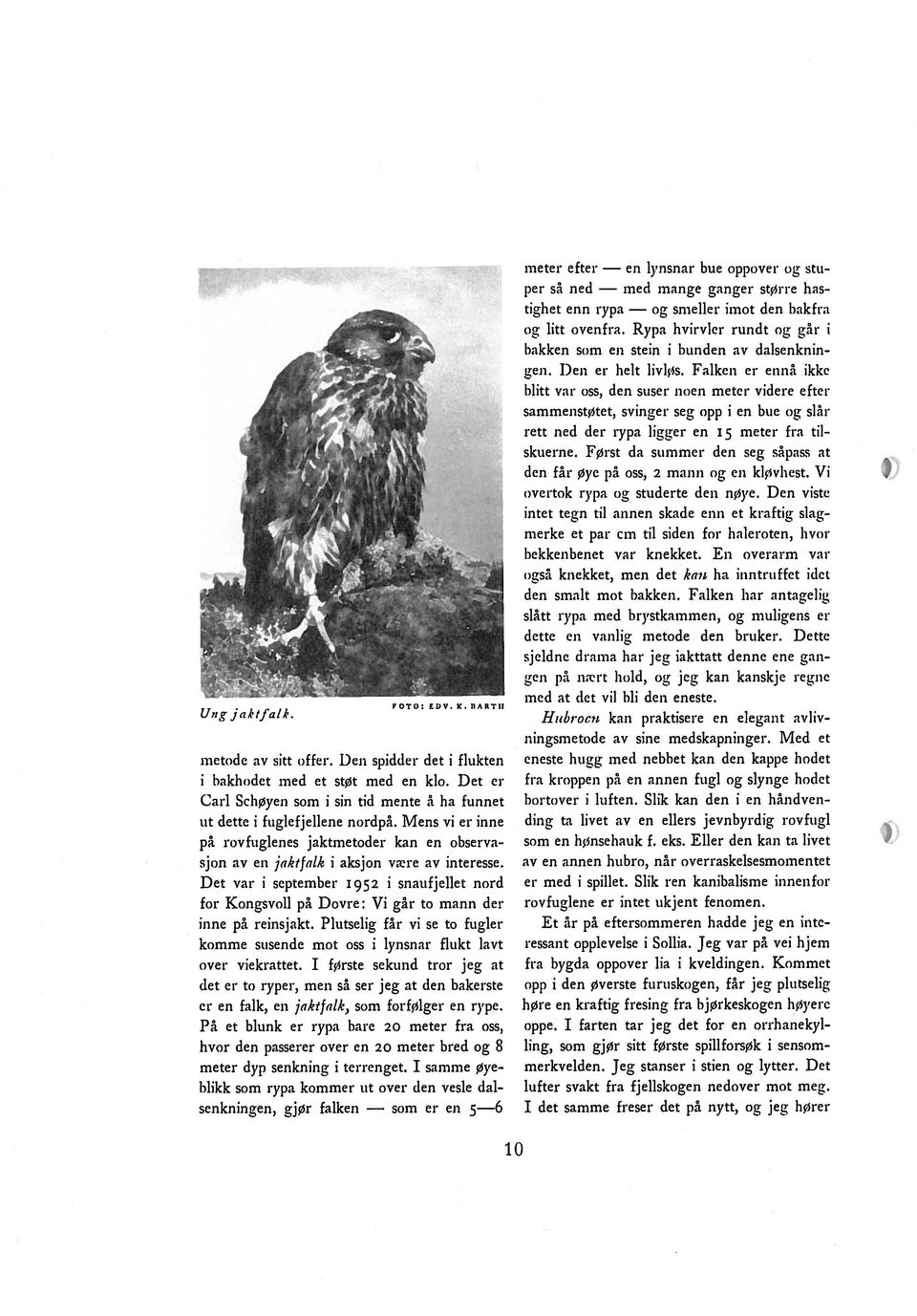 Det var i september 1952 i snaufjellet nord for Kongsvoll på Dovre: Vi går to mann der inne på reinsjakt. Plutselig får vi se to fugler komme susencle mot oss i lynsnar flukt lavt over viekrattet.