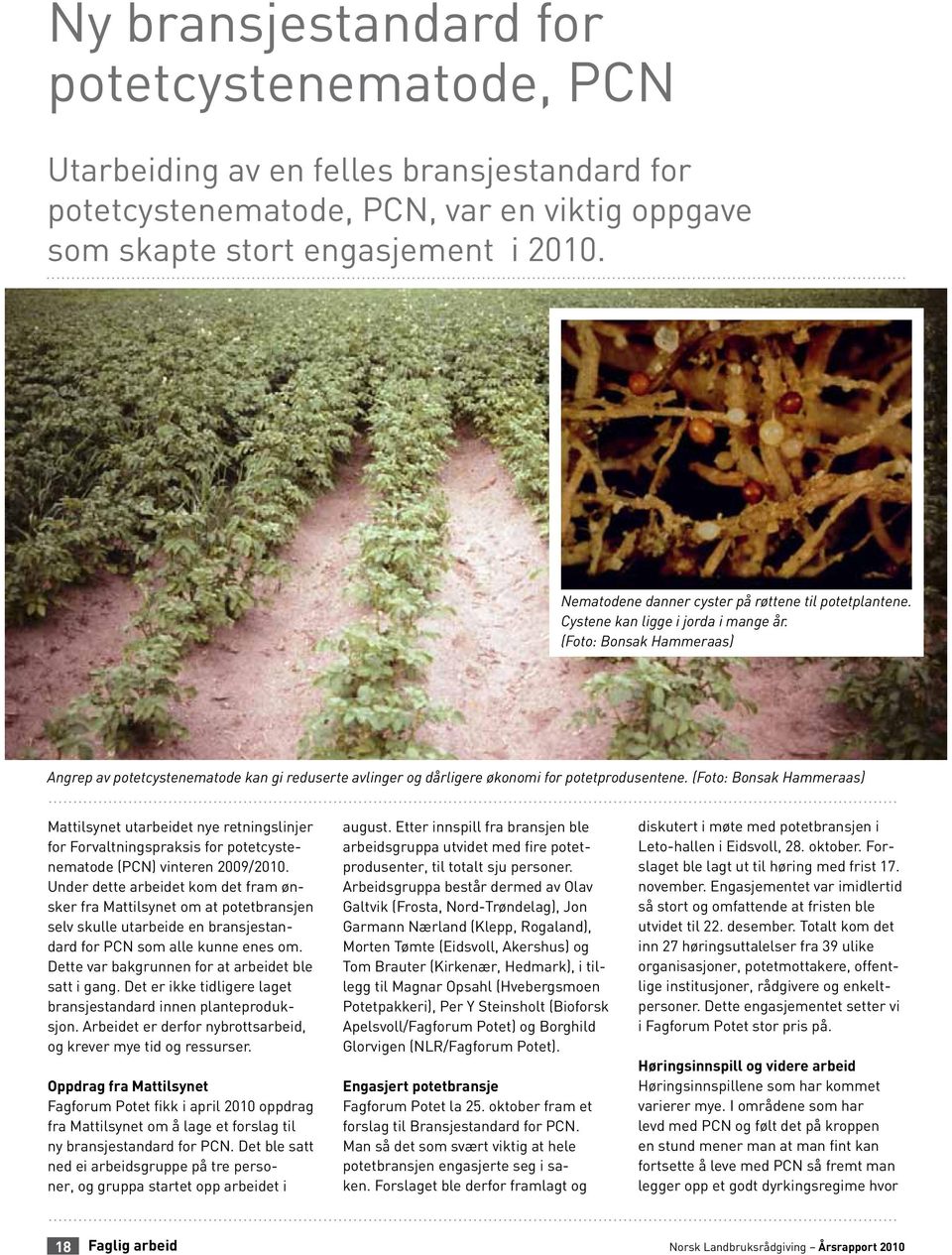 (Foto: Bonsak Hammeraas) Angrep av potetcystenematode kan gi reduserte avlinger og dårligere økonomi for potetprodusentene.