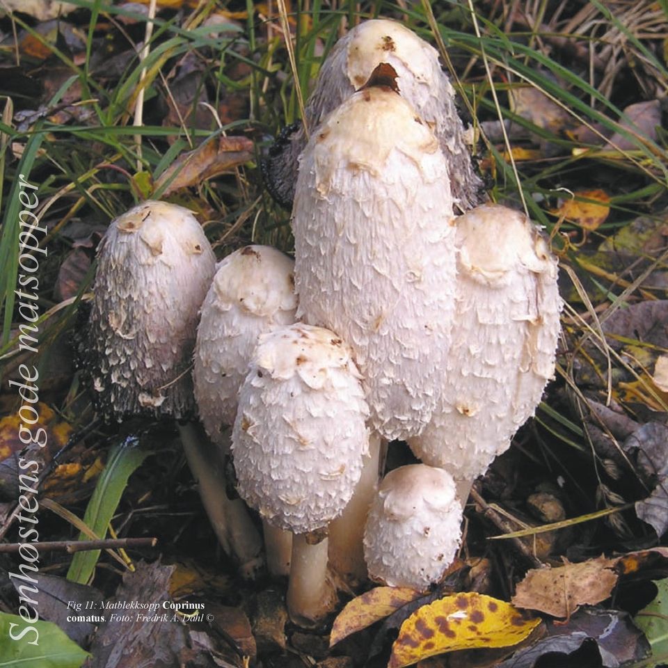 Matblekksopp Coprinus