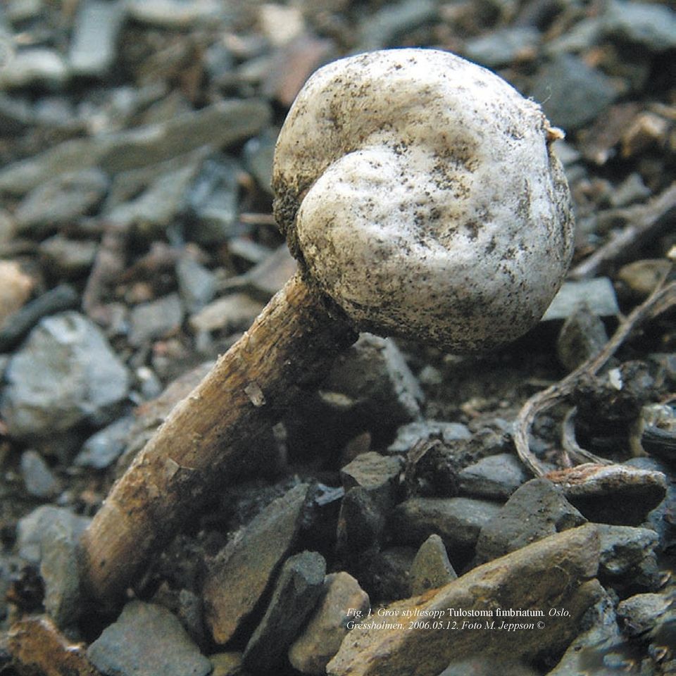 Tulostoma fimbriatum.