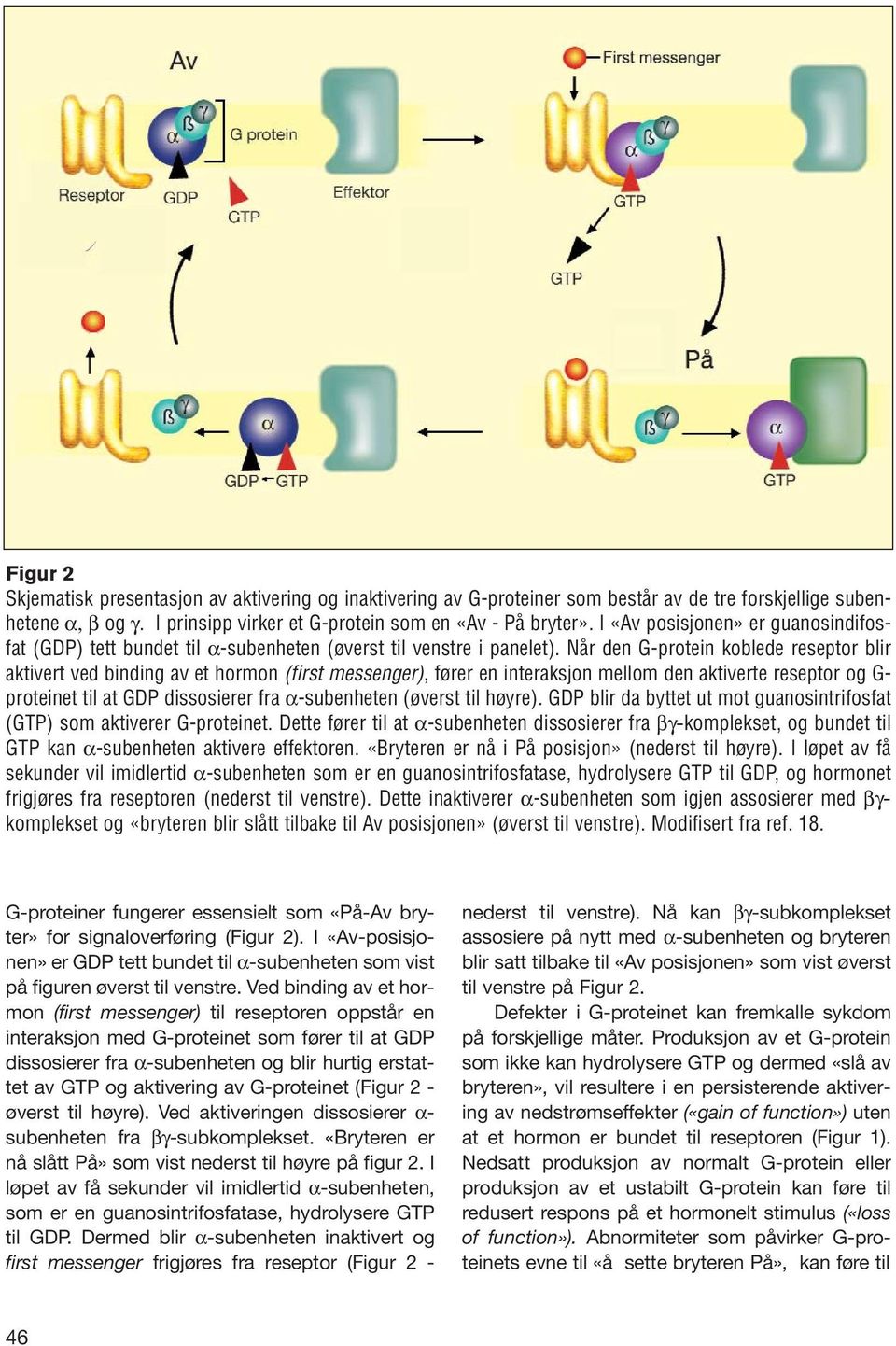 Når den G-protein koblede reseptor blir aktivert ved binding av et hormon (first messenger), fører en interaksjon mellom den aktiverte reseptor og G- proteinet til at GDP dissosierer fra α-subenheten