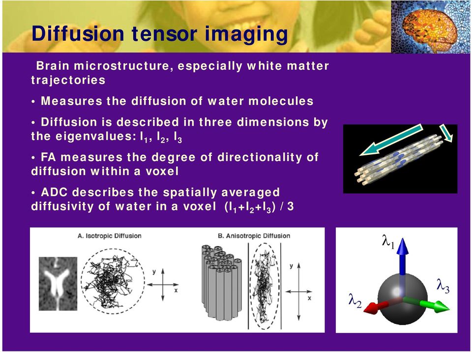 eigenvalues: l 1, l 2, l 3 FA measures the degree of directionality of diffusion within a