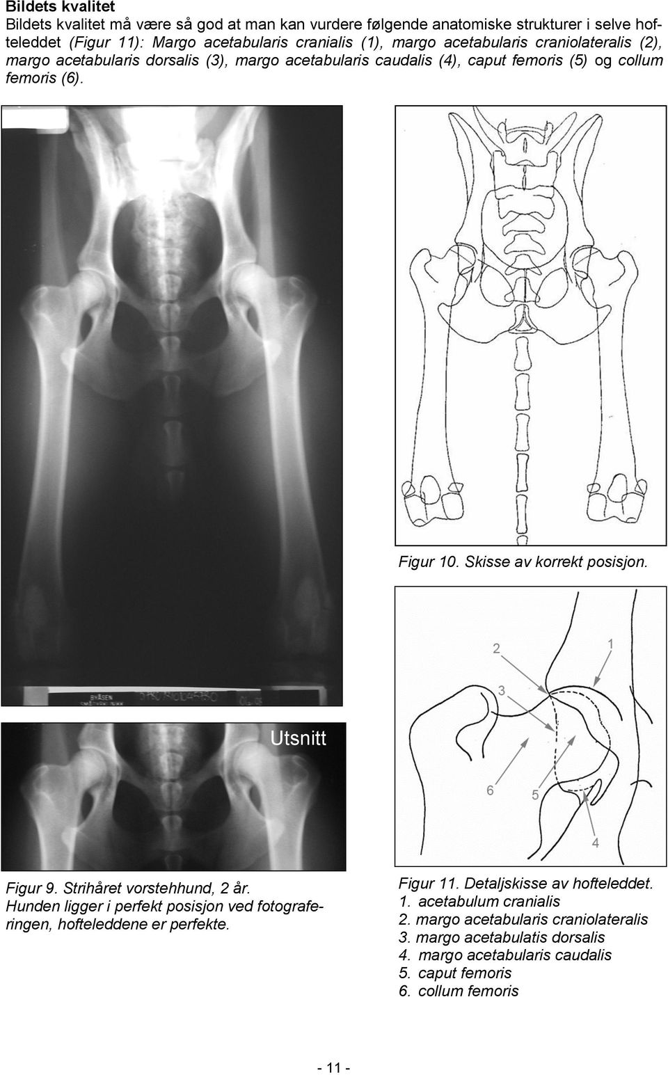 Skisse av korrekt posisjon. Utsnitt Figur 9. Strihåret vorstehhund, 2 år. Hunden ligger i perfekt posisjon ved fotograferingen, hofteleddene er perfekte. Figur 11.