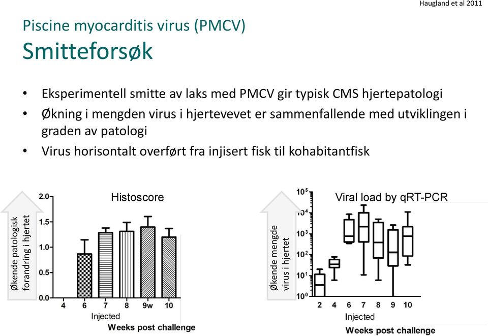 hjertepatologi Økning i mengden virus i hjertevevet er sammenfallende med utviklingen i graden av