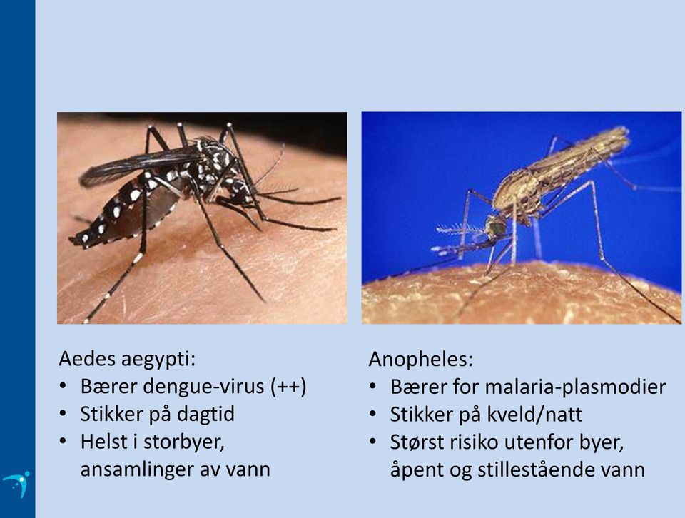 Anopheles: Bærer for malaria-plasmodier Stikker på