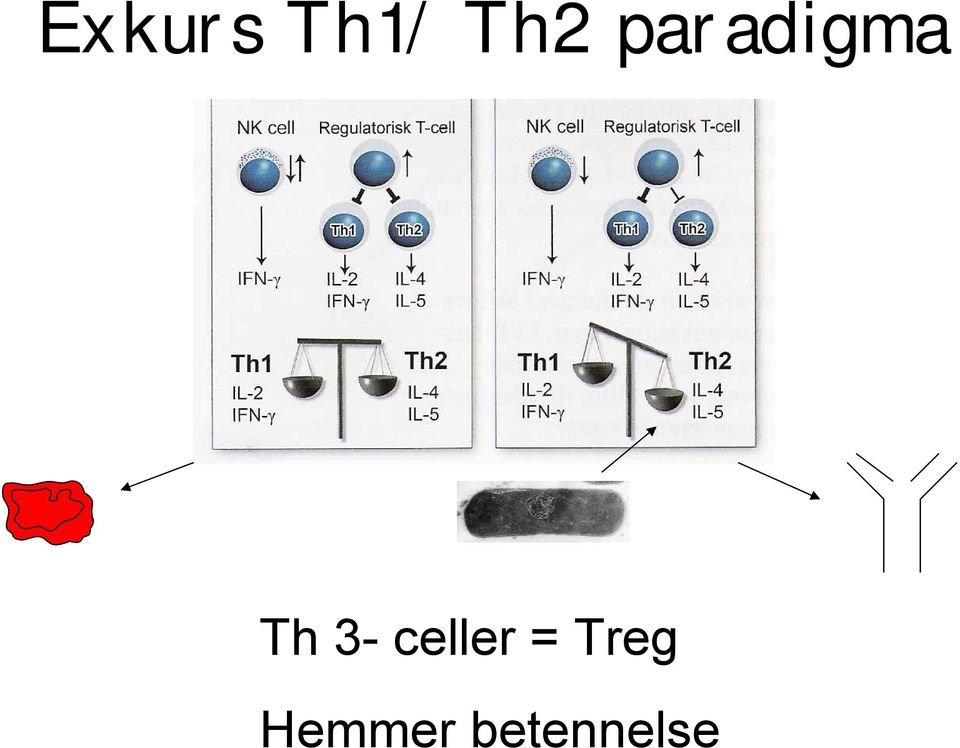 celler = Treg