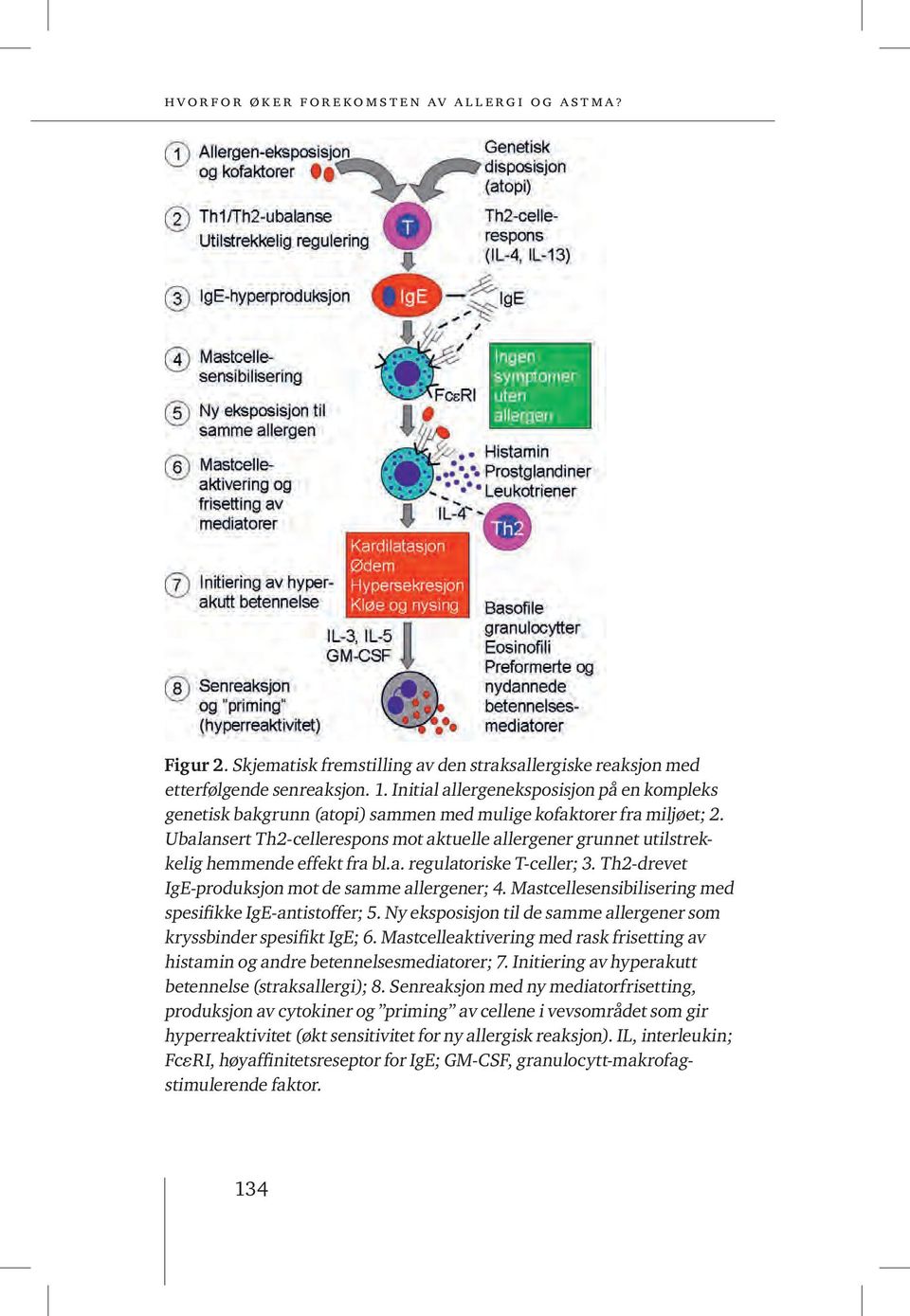 Ubalansert Th2-cellerespons mot aktuelle allergener grunnet utilstrekkelig hemmende effekt fra bl.a. regulatoriske T-celler; 3. Th2-drevet IgE-produksjon mot de samme allergener; 4.