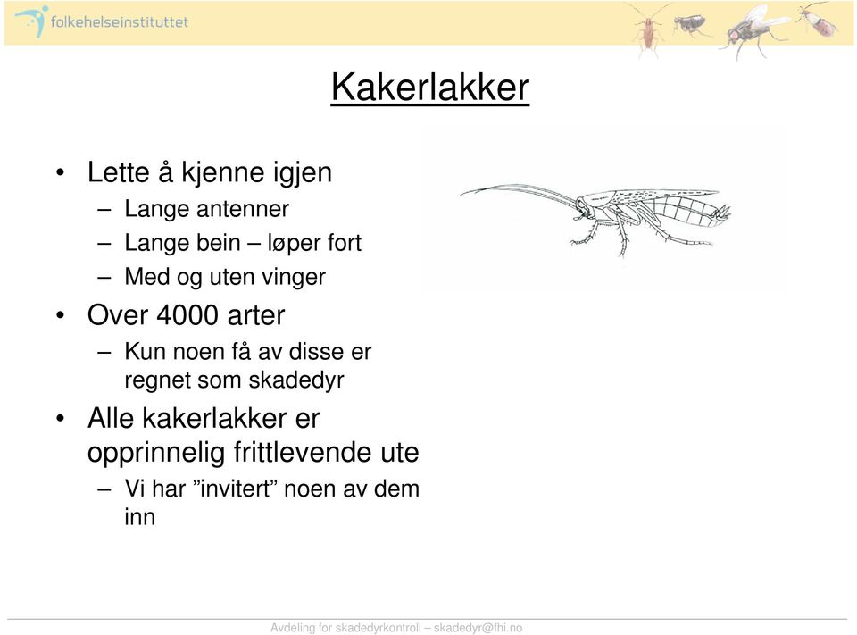 noen få av disse er regnet som skadedyr Alle kakerlakker