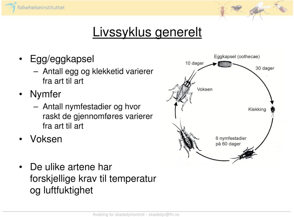 raskt de gjennomføres varierer fra art til art Voksen De