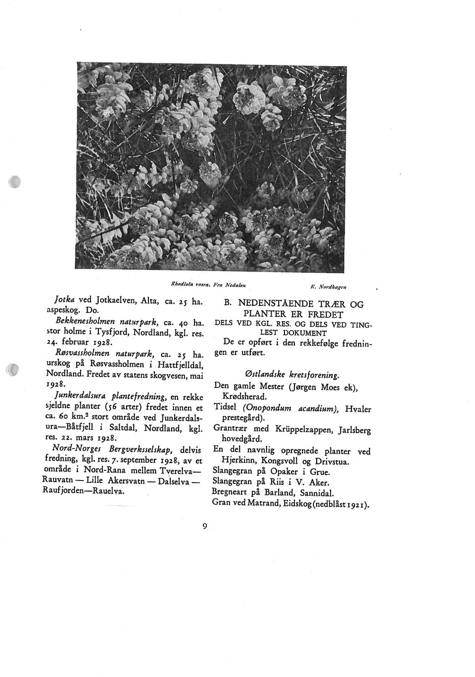 R anfjorden Rauelva. fredning, kgl. res. 7. september 1928, av et område i Nord-Rana mellem Tverelva Tidsel (Onopondum acandium), Hvaler Bregneart på Barland, Sannidal.