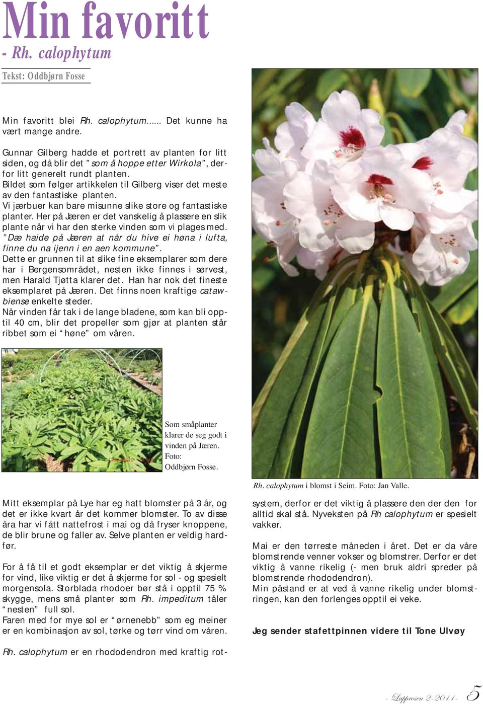 Bildet som følger artikkelen til Gilberg viser det meste av den fantastiske planten. Vi jærbuer kan bare misunne slike store og fantastiske planter.