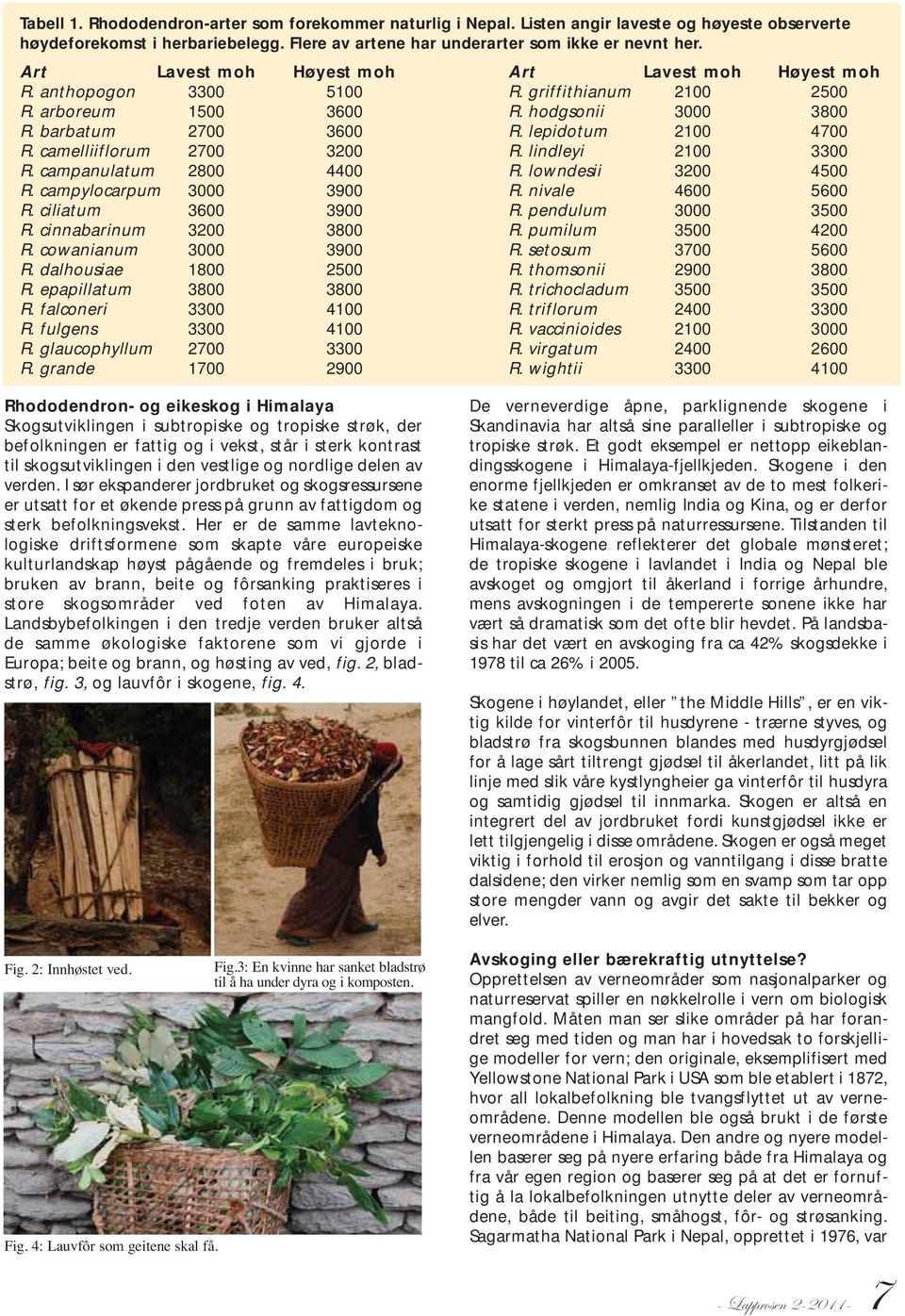 camelliiflorum 2700 3200 R. lindleyi 2100 3300 R. campanulatum 2800 4400 R. lowndesii 3200 4500 R. campylocarpum 3000 3900 R. nivale 4600 5600 R. ciliatum 3600 3900 R. pendulum 3000 3500 R.