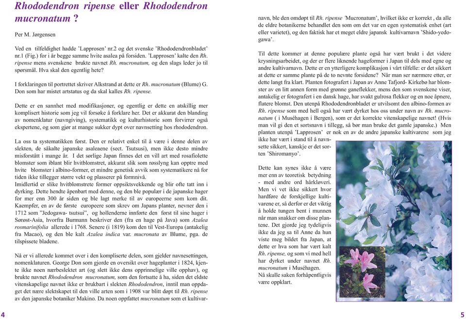 I forklaringen til portrettet skriver Alkstrand at dette er Rh. mucronatum (Blume) G. Don som har mistet artstatus og da skal kalles Rh. ripense.