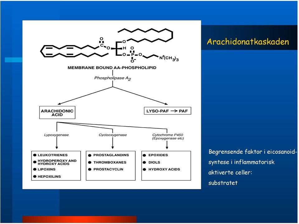 eicosanoidsyntese i