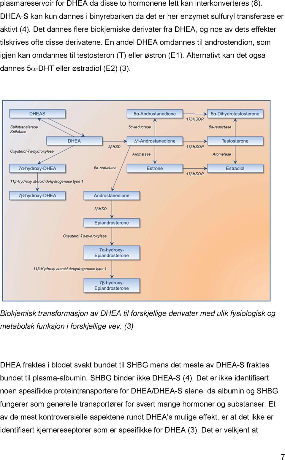 En andel DHEA omdannes til androstendion, som igjen kan omdannes til testosteron (T) eller østron (E1). Alternativt kan det også dannes 5α-DHT eller østradiol (E2) (3).