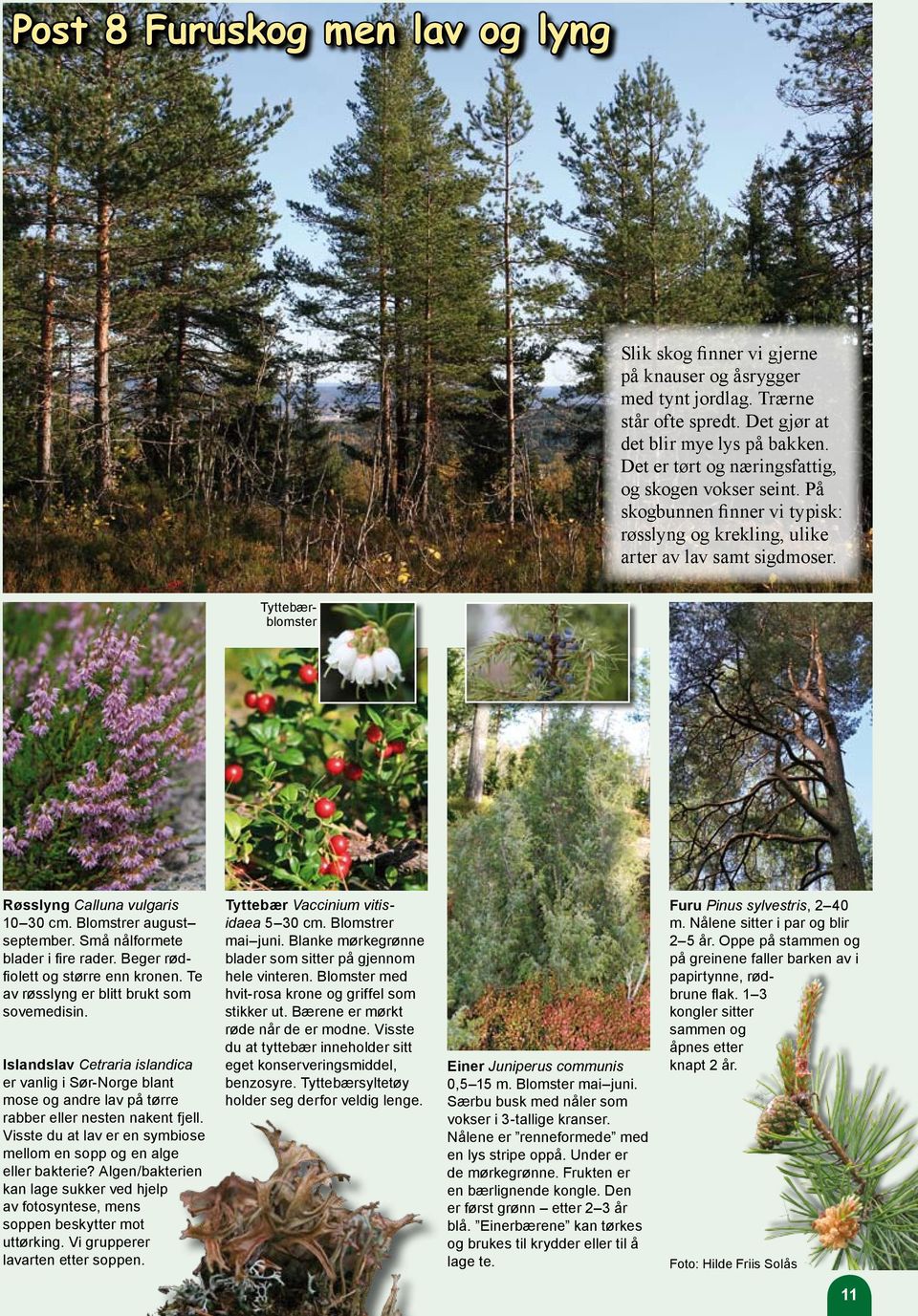 Blomstrer august september. Små nålformete blader i fire rader. Beger rødfiolett og større enn kronen. Te av røsslyng er blitt brukt som sovemedisin.