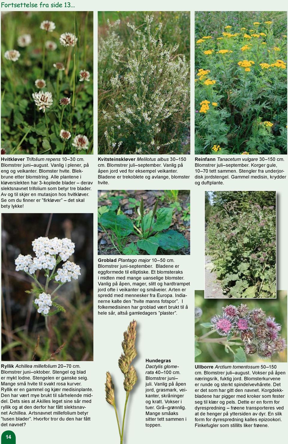 Kvitsteinskløver Melilotus albus 30 150 cm. Blomstrer juli september. Vanlig på åpen jord ved for eksempel veikanter. Bladene er trekoblete og avlange, blomster hvite.