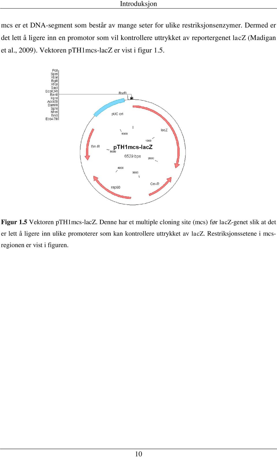 Vektoren pth1mcs-lacz er vist i figur 1.5. Figur 1.5 Vektoren pth1mcs-lacz.