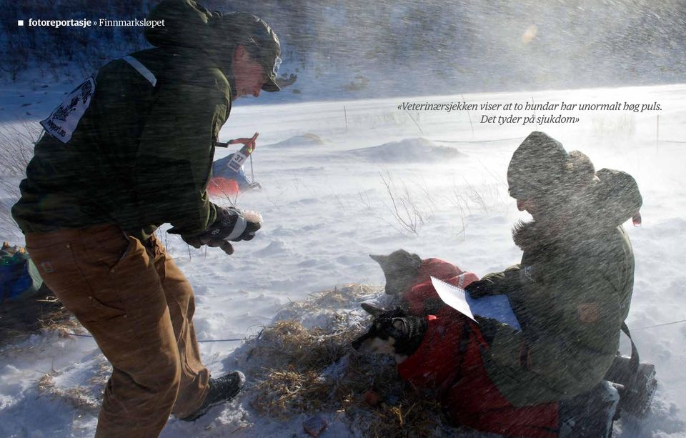 hundar har unormalt høg puls.