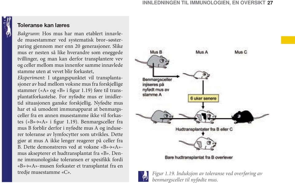 utgangspunktet vil transplantasjoner av hud mellom voksne mus fra forskjellige stammer («A» og «B» i figur 1.19) føre til transplantatforkastelse.
