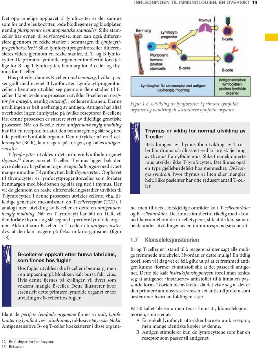12 Slike lymfocyttprogenitorceller differensieres videre gjennom en rekke stadier, til T- og B-lymfocytter.