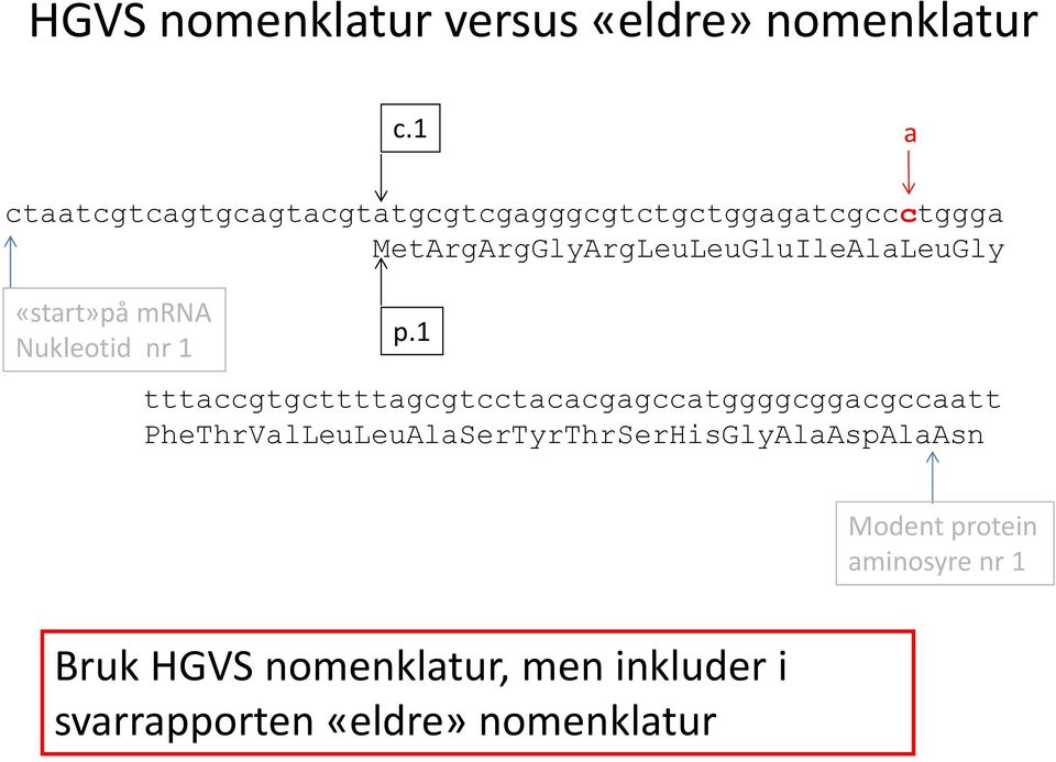 MetArgArgGlyArgLeuLeuGluIleAlaLeuGly «start»på mrna Nukleotid nr 1 p.