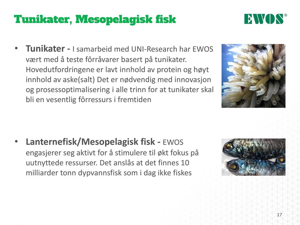 i alle trinn for at tunikater skal bli en vesentlig fôrressurs i fremtiden Lanternefisk/Mesopelagisk fisk - EWOS engasjerer seg