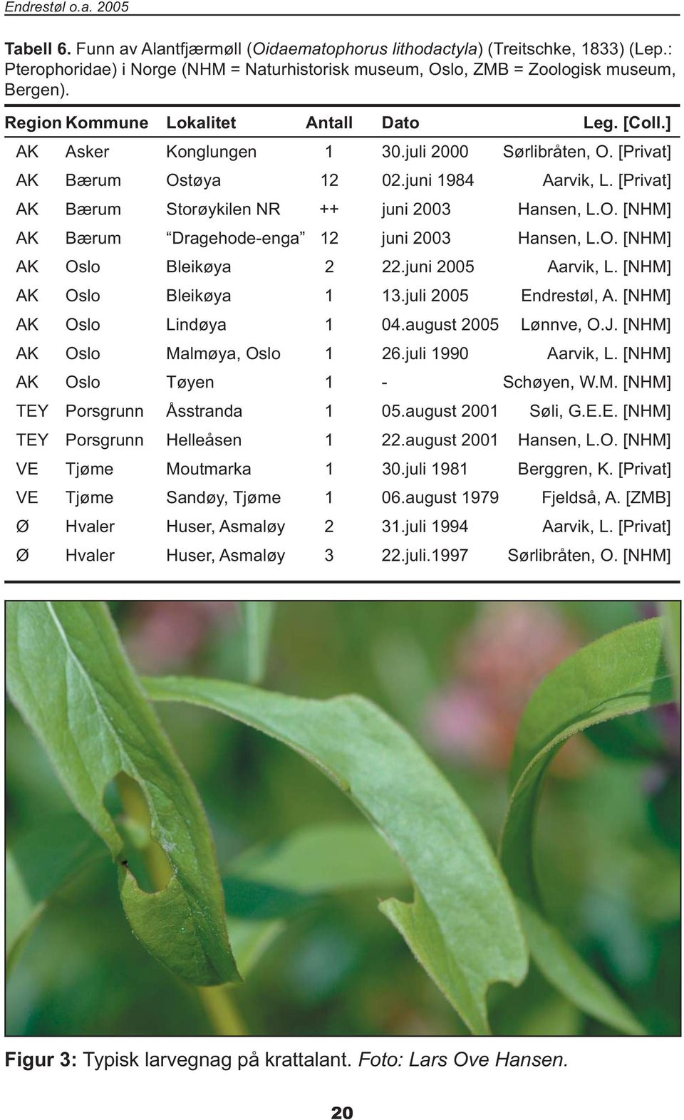 [Privat] AK Bærum Storøykilen NR ++ juni 2003 Hansen, L.O. [NHM] AK Bærum Dragehode-enga 12 juni 2003 Hansen, L.O. [NHM] AK Oslo Bleikøya 2 22.juni 2005 Aarvik, L. [NHM] AK Oslo Bleikøya 1 13.