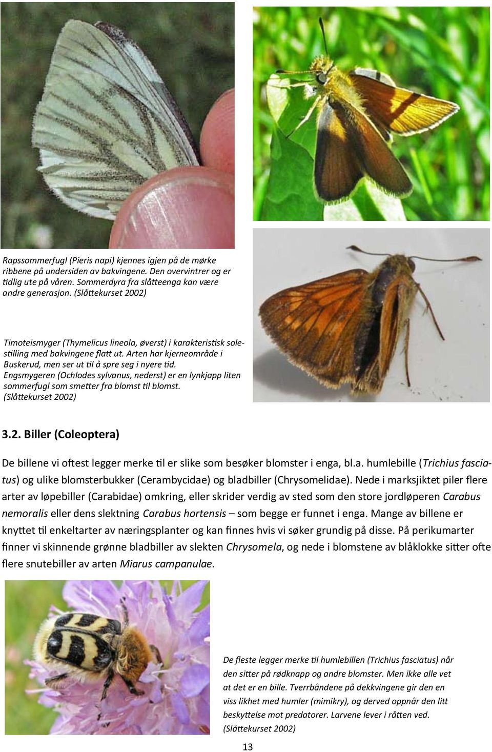 Engsmygeren (Ochlodes sylvanus, nederst) er en lynkjapp liten sommerfugl som smetter fra blomst til blomst. (Slåttekurset 20