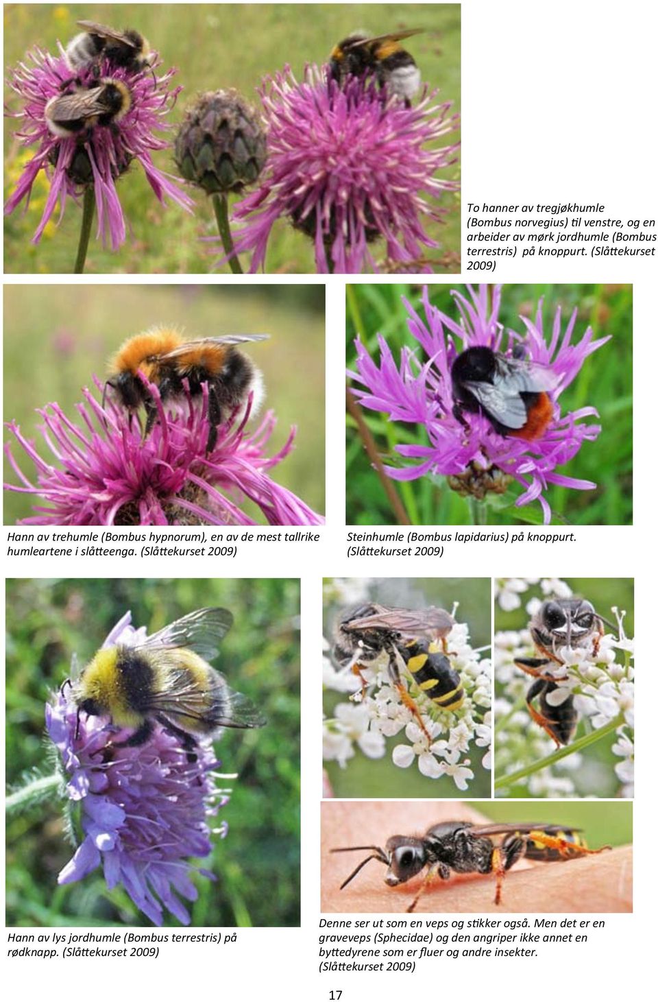 (Slåttekurset 2009) Steinhumle (Bombus lapidarius) på knoppurt. (Slåttekurset 2009) Hann av lys jordhumle (Bombus terrestris) på rødknapp.