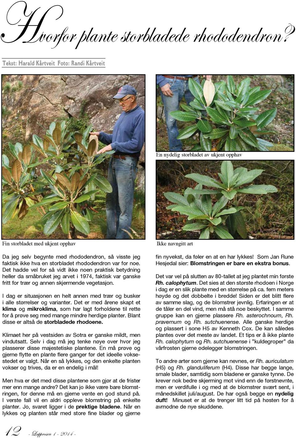 rhododendron var for noe. Det hadde vel for så vidt ikke noen praktisk betydning heller da småbruket jeg arvet i 1974, faktisk var ganske fritt for trær og annen skjermende vegetasjon.