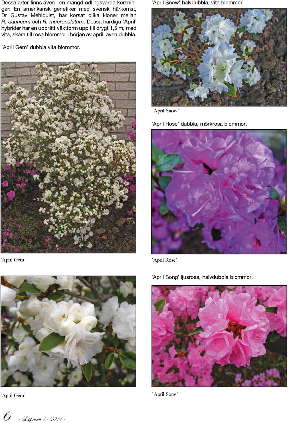 Dessa härdiga April hybrider har en upprätt växtform upp till drygt 1,5 m, med vita, skära till rosa blommor i början av april, även