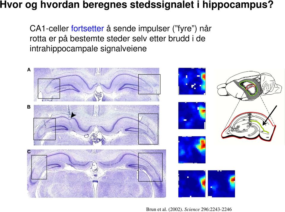 rotta er på bestemte steder selv etter brudd i de