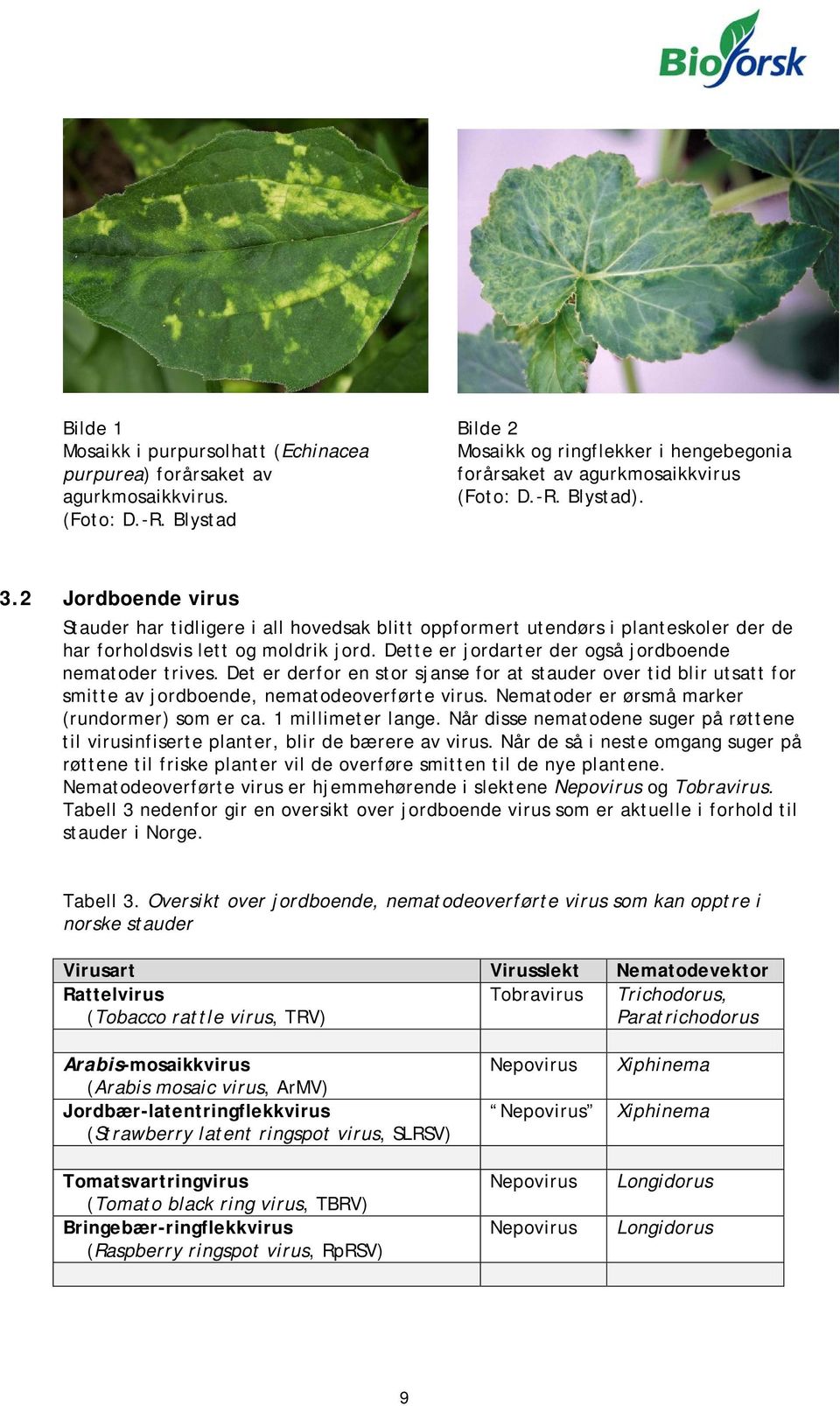 Det er derfor en stor sjanse for at stauder over tid blir utsatt for smitte av jordboende, nematodeoverførte virus. Nematoder er ørsmå marker (rundormer) som er ca. 1 millimeter lange.